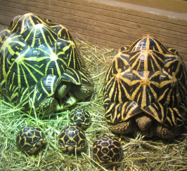 Tortoise, Indian star cb16