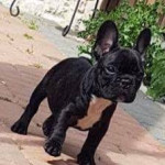 KC REGISTERED FRENCH BULLDOG PUPPIES