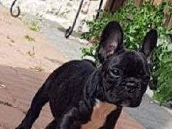 KC REGISTERED FRENCH BULLDOG PUPPIES