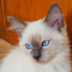 RagDoll  Perfect Markings Blue Mitted  Male