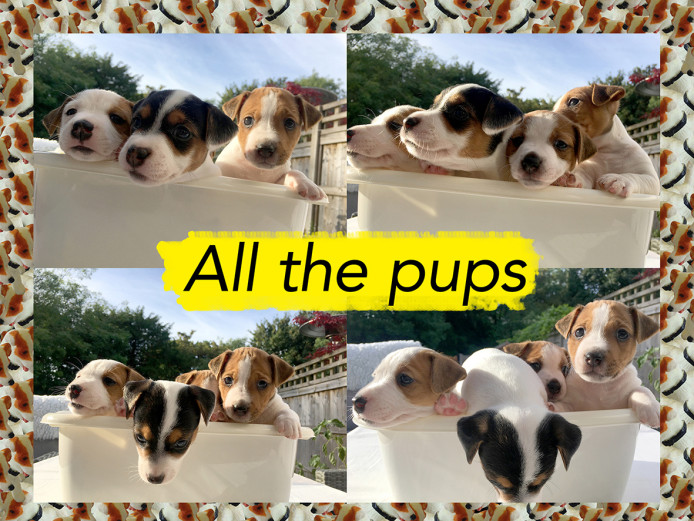 FUN, CUTE & PLAYFUL JACK RUSSELL PUPPIES FOR SALE