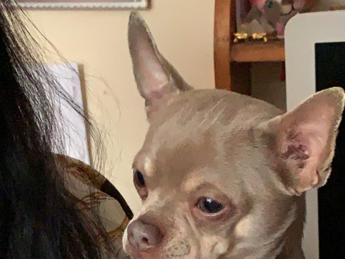 Lilac and tan kc registered chihuahua for sale 