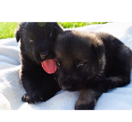 Pets  - *** Czech German Shepherd puppies ***