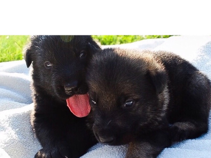 *** Czech German Shepherd puppies ***