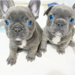  Blue Eyes KC registered French Bulldog Puppies 