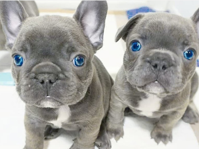  Blue Eyes KC registered French Bulldog Puppies 