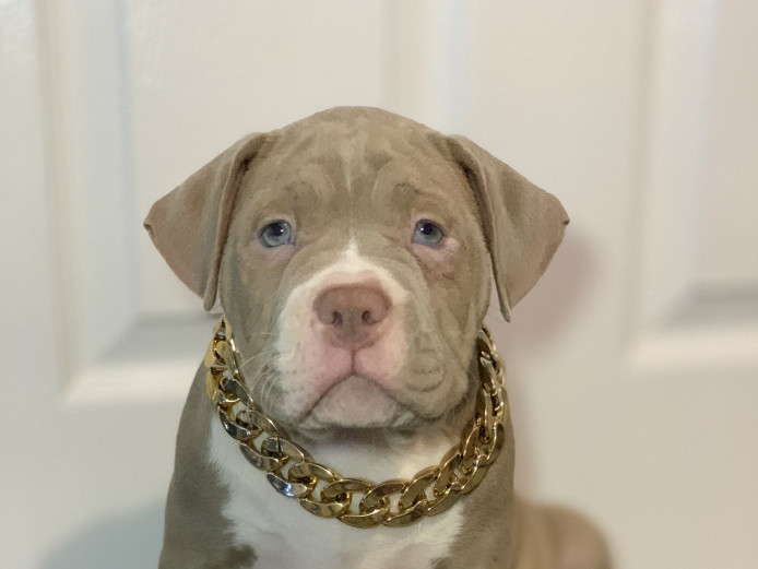 American xl bully 8 weeks old Male