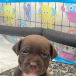 5 gorgeous labrastaff puppies for sale 