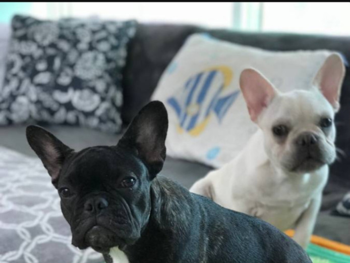 Two adorable frenchies available! Brindle female and cream male.
