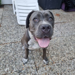 Cane Corso  Gray White ,blue eyes 12 months for sale