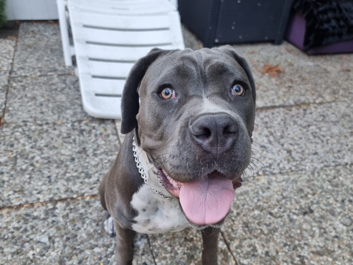 Cane Corso  Gray White ,blue eyes 12 months for sale