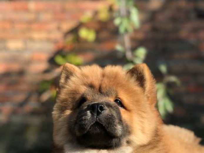 Chow Chow puppies for sale!