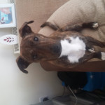 For sale staffy/whippet