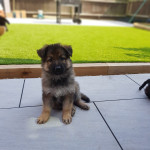6 gorgeous chunky German shepherd puppies for sale