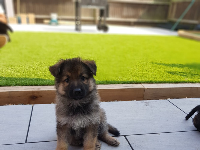 6 gorgeous chunky German shepherd puppies for sale