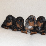 Gorgeous mini Dachshund puppies ready for reservation!