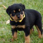 Rottweiler Pup Wanted 