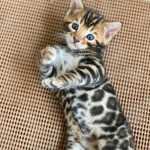 Cute Bengal kittens available for sale