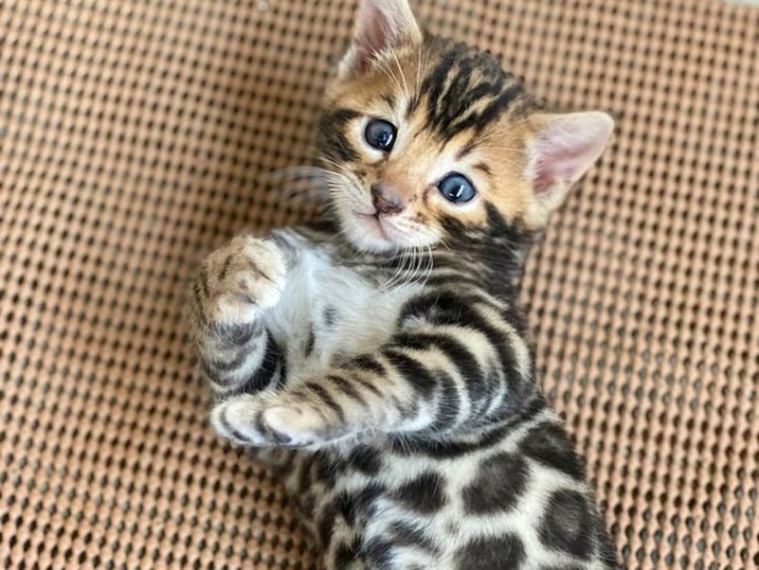 Cute Bengal kittens available for sale