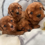 Gorgeous litter of King Charles spaniels 