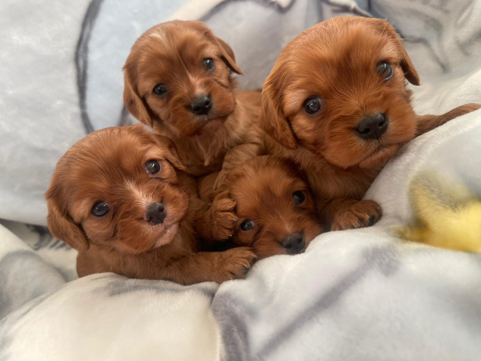 Gorgeous litter of King Charles spaniels 