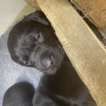KC Reg Black Labrador Puppies 