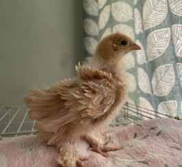 Beautiful, Friendly Chicken Chicks For Sale