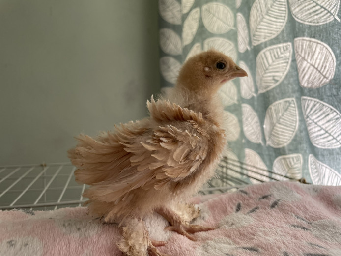 Beautiful, Friendly Chicken Chicks For Sale