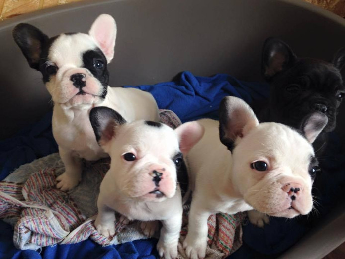 13 Week Old Kc Registered French Bulldogs