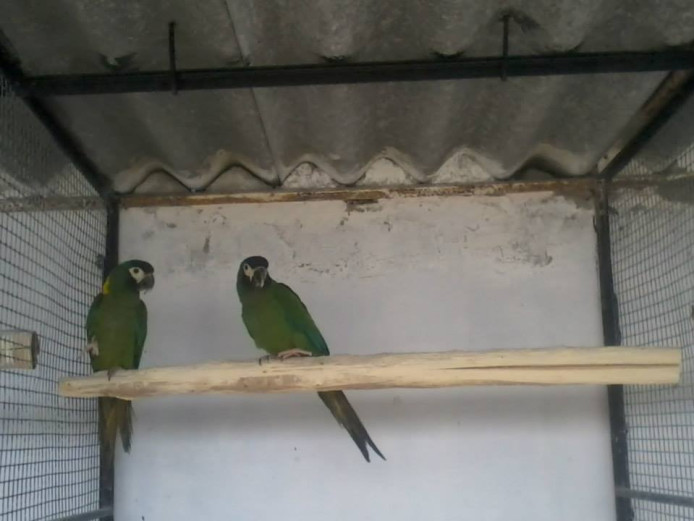 Baby Amazon Parrots With Papers available