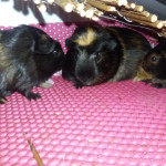 Girls guinea pigs