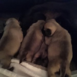 Pug puppies fully kc reg, we have 