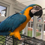 Blue And Gold Macaw 