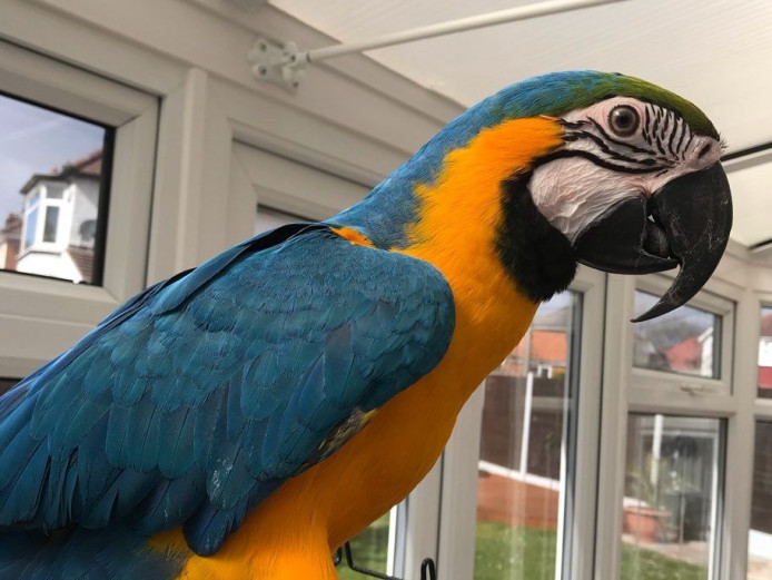 Blue And Gold Macaw 