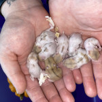 Baby Russian Dwarf Hamsters