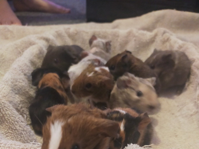Gorgeous baby Guinea pigs