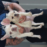 2 lovely frenchie pups looking for there forever homes 