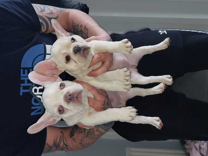 2 lovely frenchie pups looking for there forever homes 