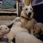 German Shepherd Puppies: Your New Bestfriend Awaits!