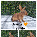 Belgian hare babies for sale