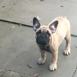 Reduced KC French Bull dogs 