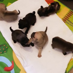 KC Registered pug puppies