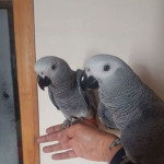 DNA Tested African Grey ParrotS With Cage And Stand For Adoption