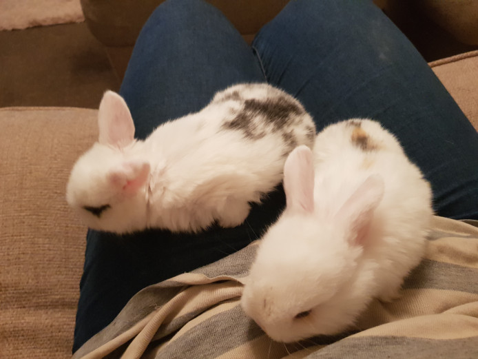 Baby mini lop rabbits