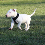 Stunning White English Bull Terrier Puppy For Sale 