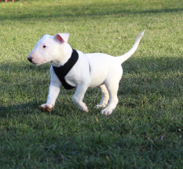 Pets  - Stunning White English Bull Terrier Puppy For Sale 