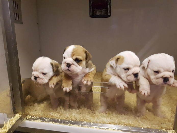Superbly Bred Gorgeous Kc Reg British Bulldog Pups Born 05/05/2019