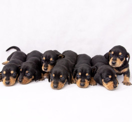 Pets  - Gorgeous Black and Tan puppies 3 left 