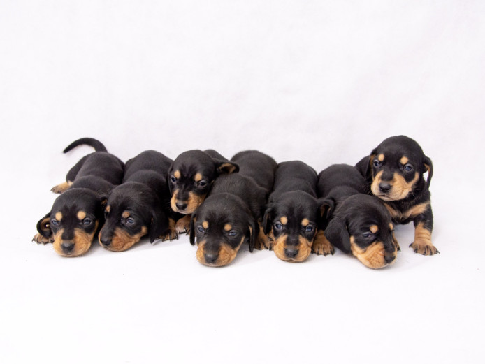 Gorgeous Black and Tan puppies 3 left 