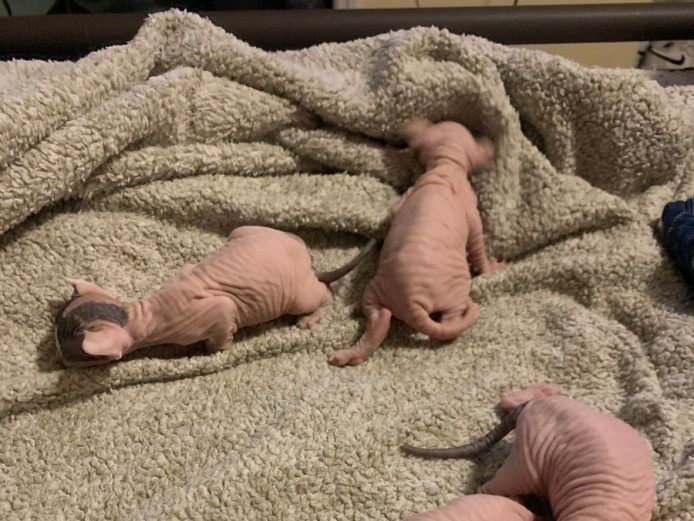 Sphynx Babies looking for great home 
